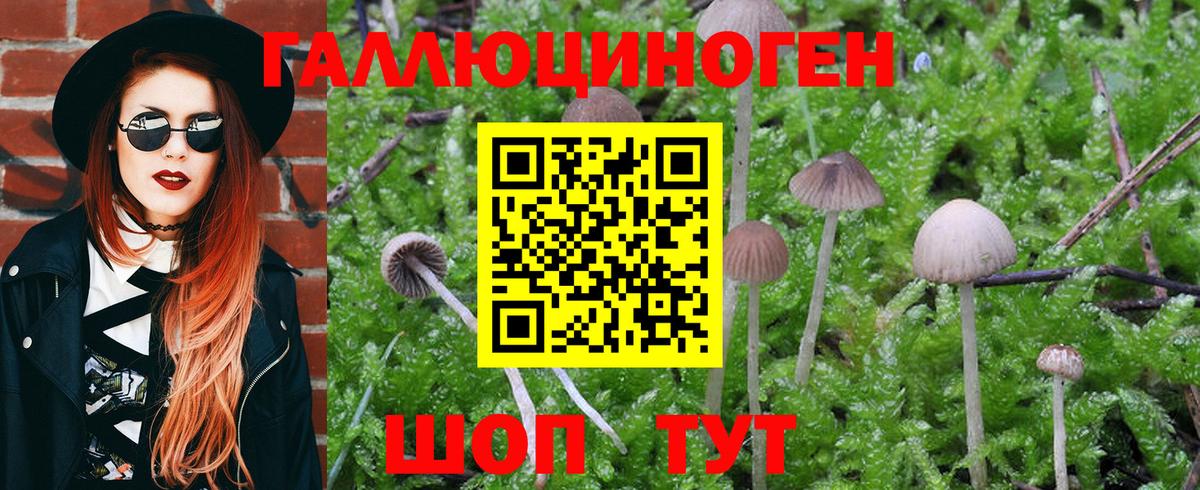 Галлюциногенные грибы Psilocybe  Псилоцибиновые грибы ЛСД  Вход с VPN  Подольск 